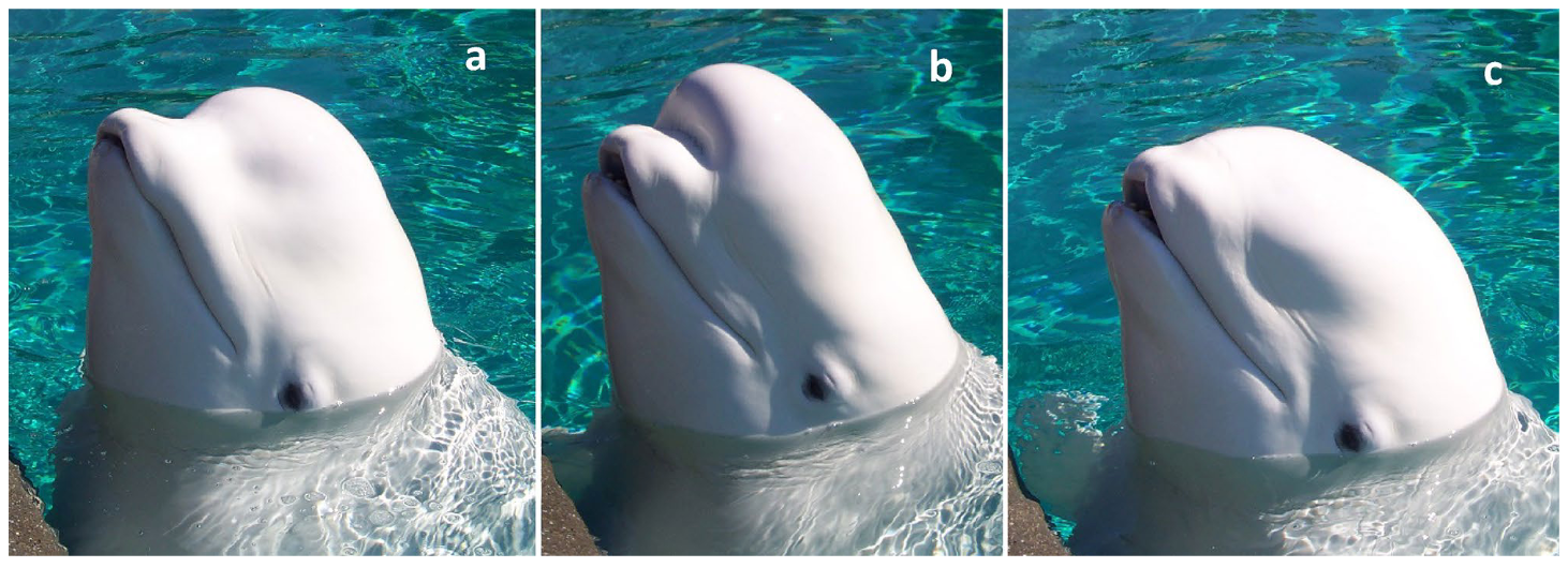 A  trained  beluga  demonstrating  the  ability  to  voluntarily  change  the  shape  of  the  melon  from  the  relaxed  position  ( a ),  to  extended  rostrally ( b ) and retracted posteriorly ( c ). Credit: Richard, Pellegrini, Levine.