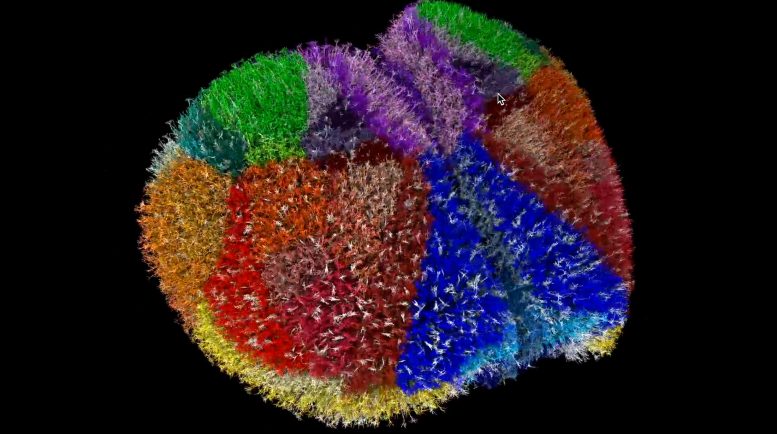 Biophysically Detailed Simulation Mouse Brain
