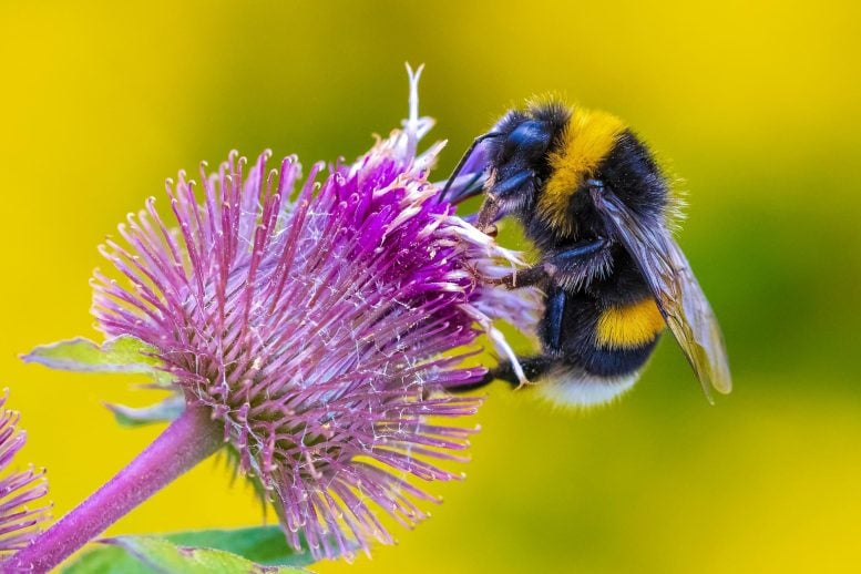 Bumblebee (Bombus terrestris) Feeding Nectar Pink Flowers
