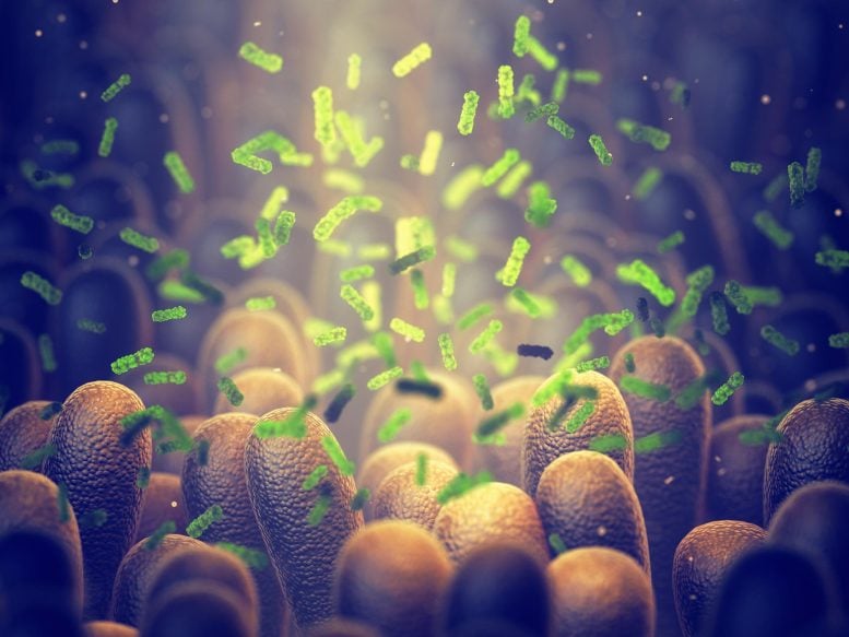 Intestinal Gut Bacteria Microbiome