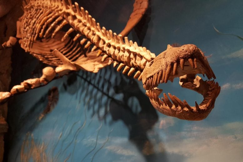 Rare Opalized Pliosaur Extinct Marine Reptile