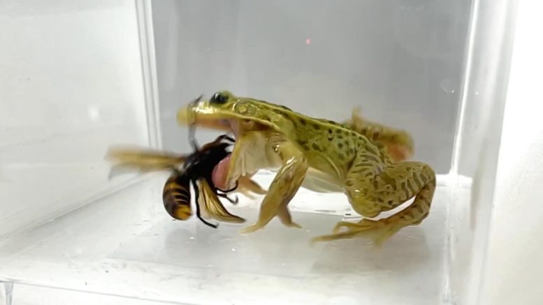Black Spotted Pond Frog Eats Asian Giant Hornet