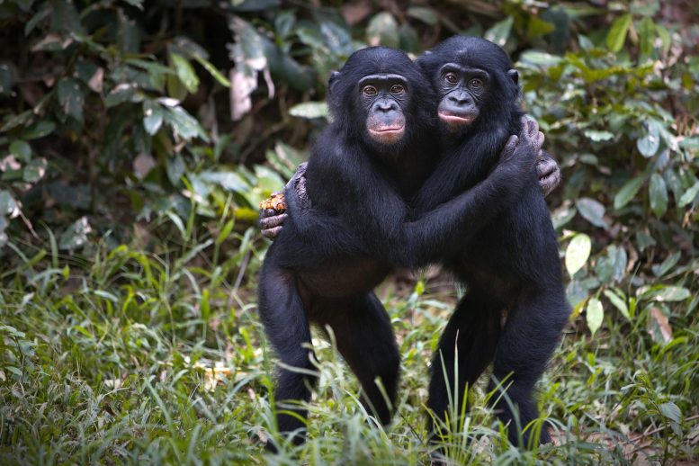 Bonobos Hugging