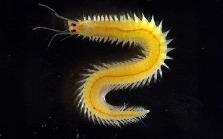 Marine Bristleworm Platynereis dumerilii