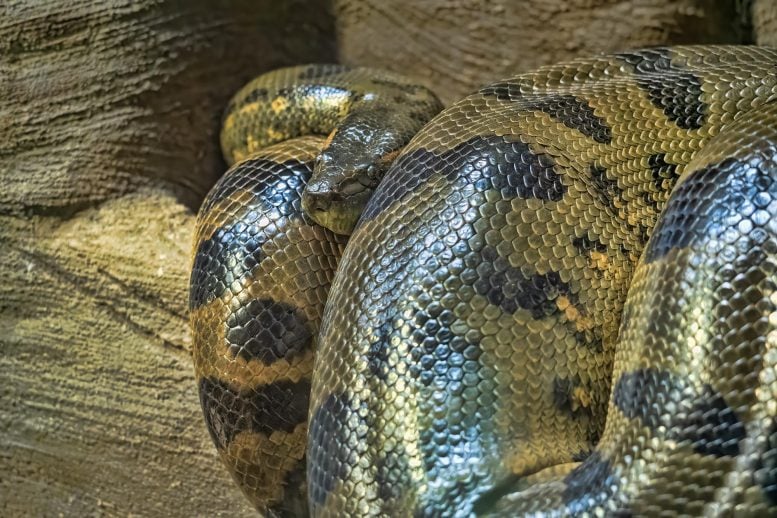 Massive Green Anaconda (Eunectes murinus) Snake