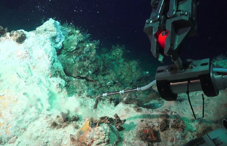 White Sealhound Structure