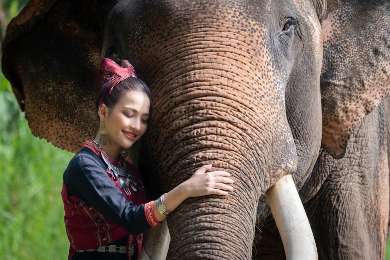 Woman Tourist Lanna Traditional Dress Asian Elephants Thai Elephant Conservation Center Lampang Thailand